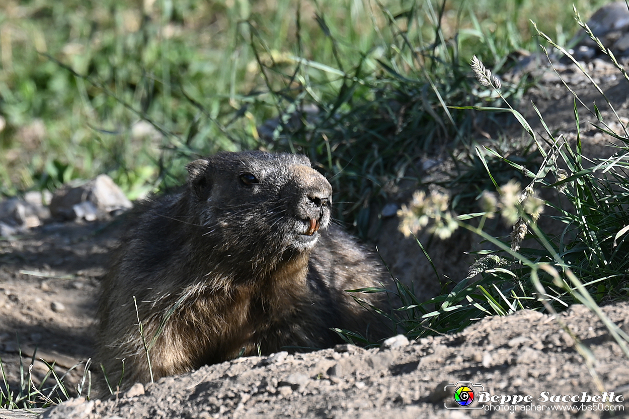 VBS_1 -  Plateau du Mont-Cenise, Grand Croix, Marmotte_-_0076 mt.jpg